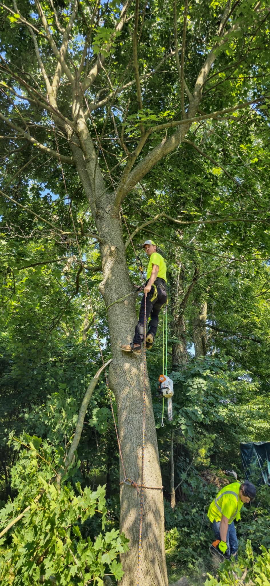 Two tree trimmers in a tree, one aloft with gear and the other on the ground, wearing reflective vests.