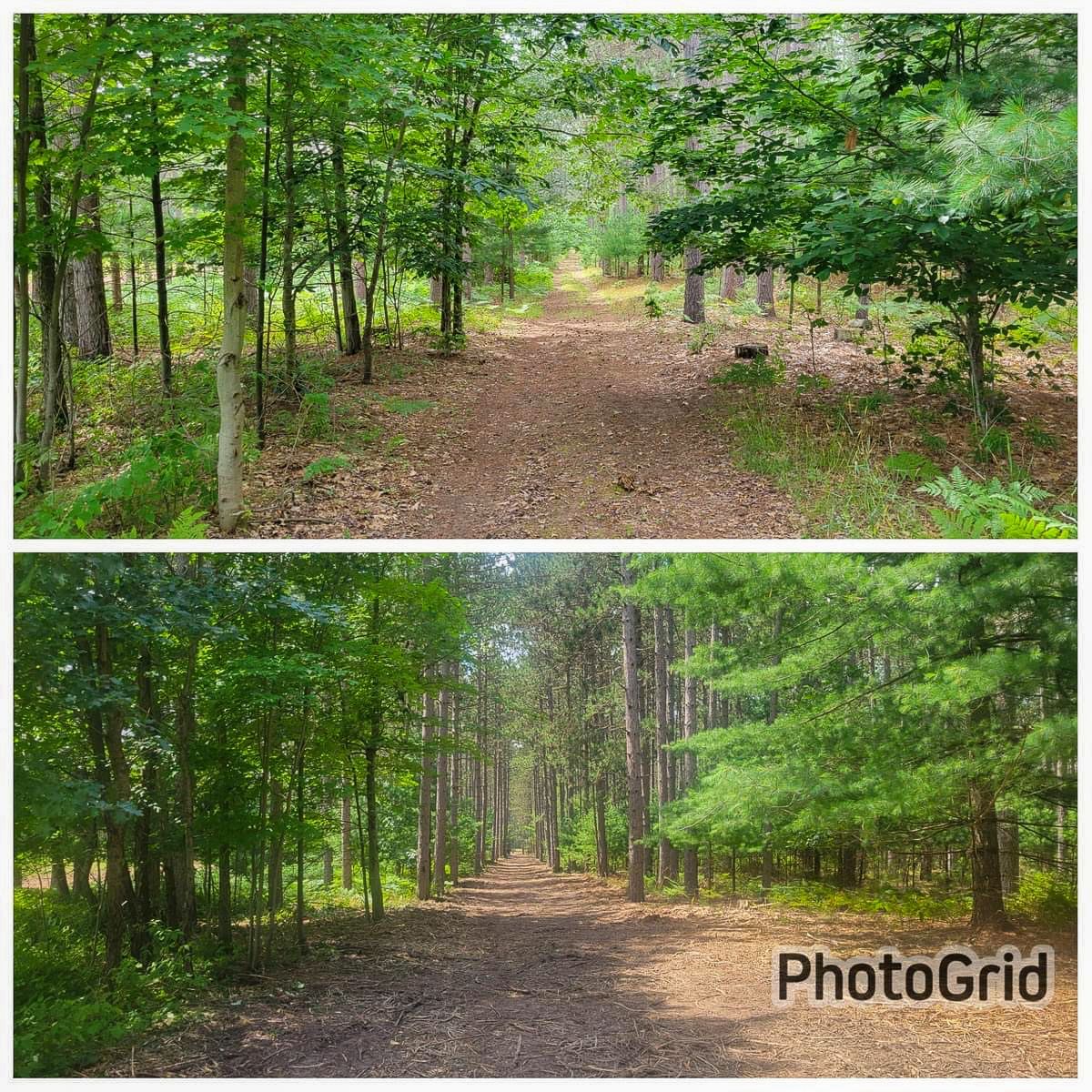 Two forest paths, one in the upper half and the other in the lower, lined by trees, showing a serene natural setting.