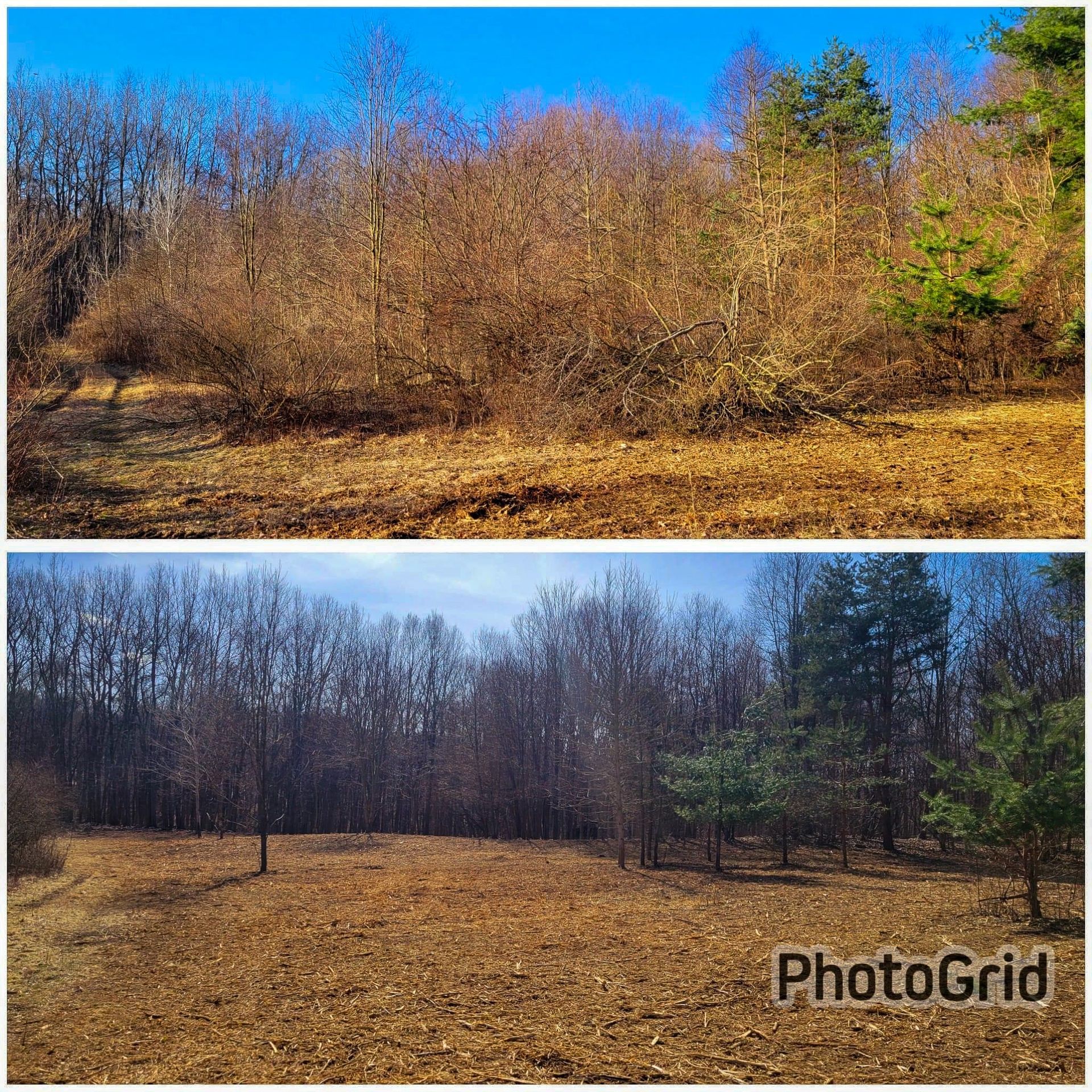 Two side-by-side forest scenes: dry trees, fallen leaves, and a clear, sunny sky.