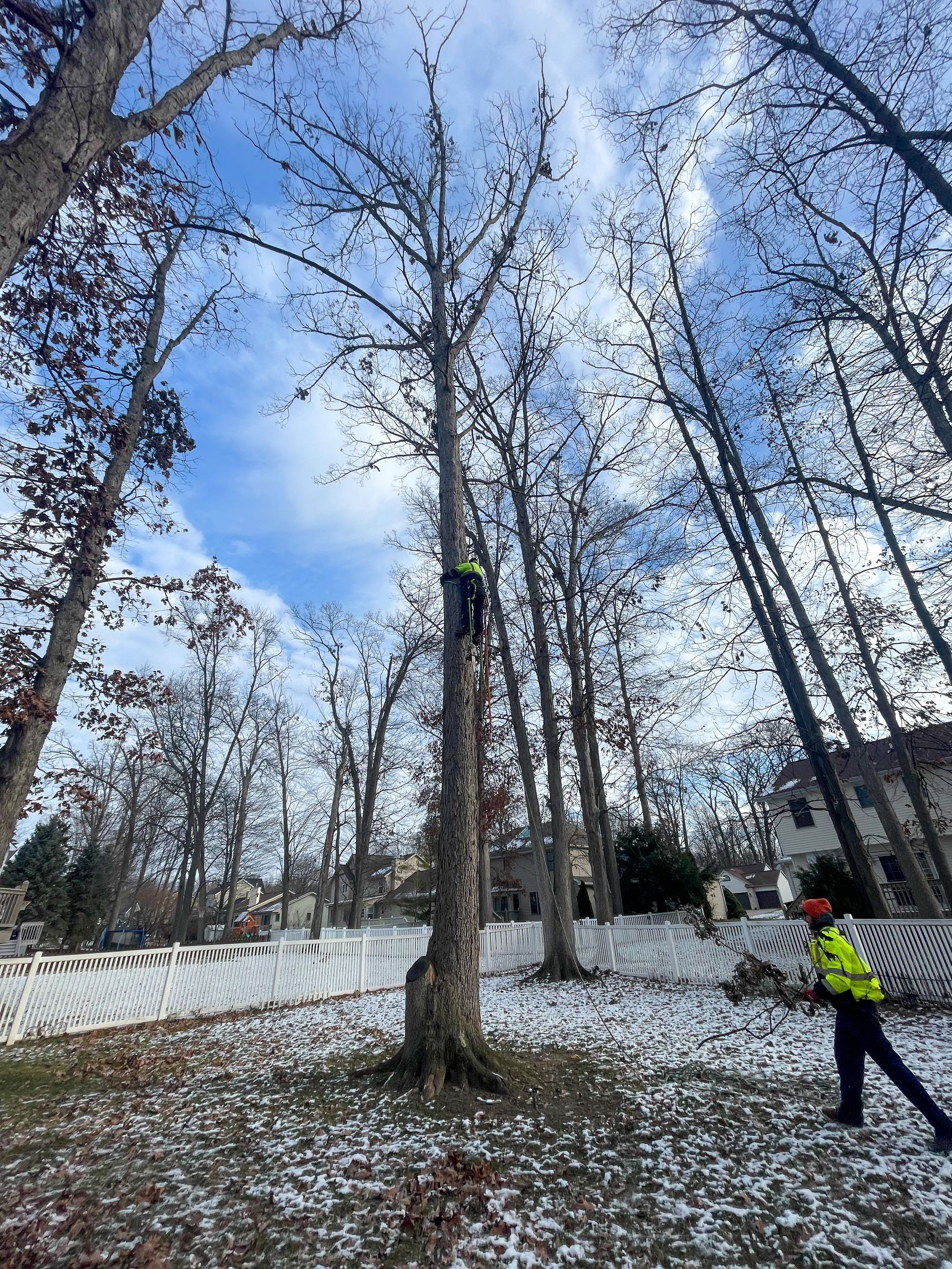 Two tree workers trimming a tall, bare tree. One climbs, the other watches, snowy yard.