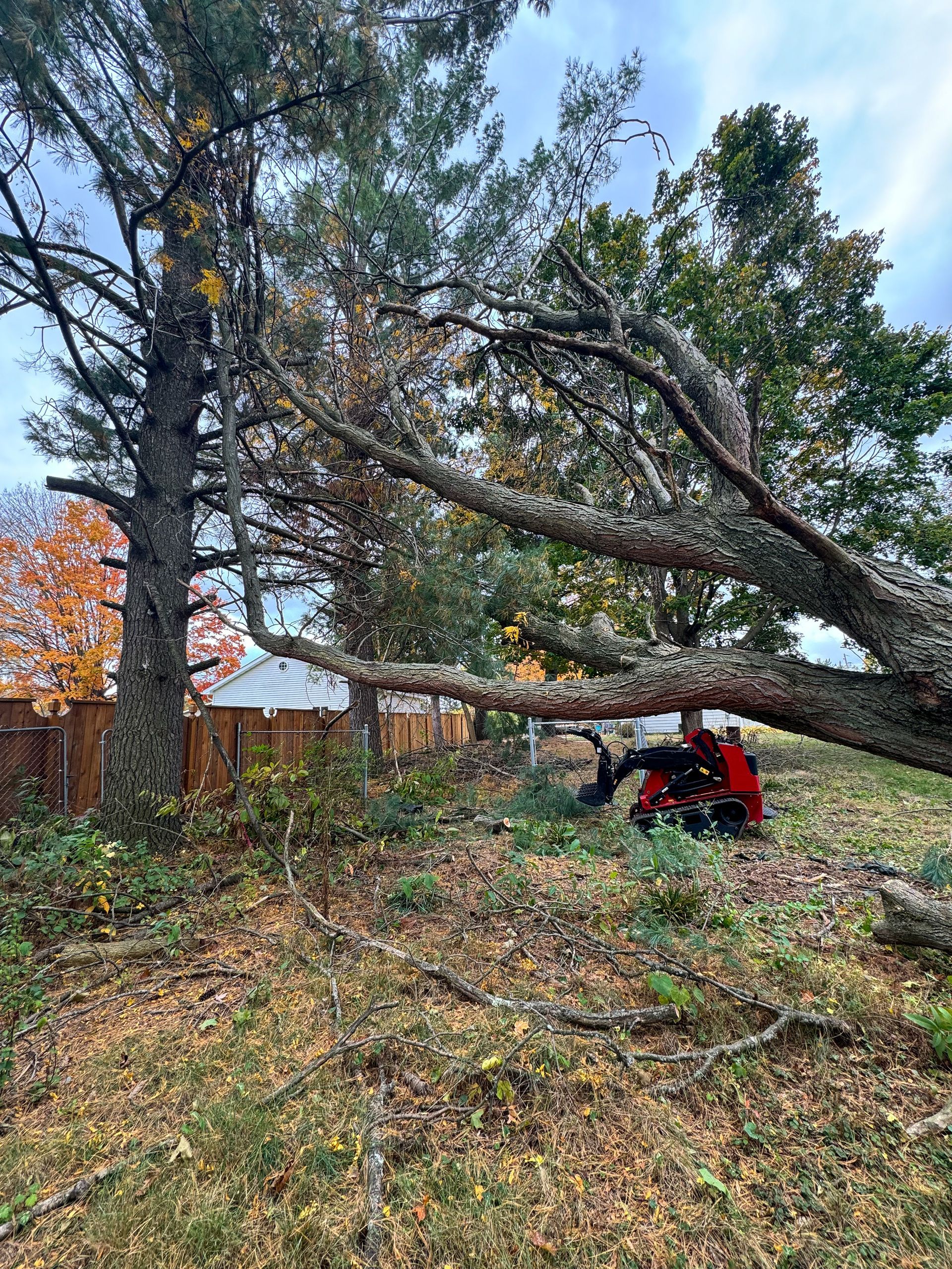 A red machine under a large fallen tree branch; grass, leaves, and a fence in the background.