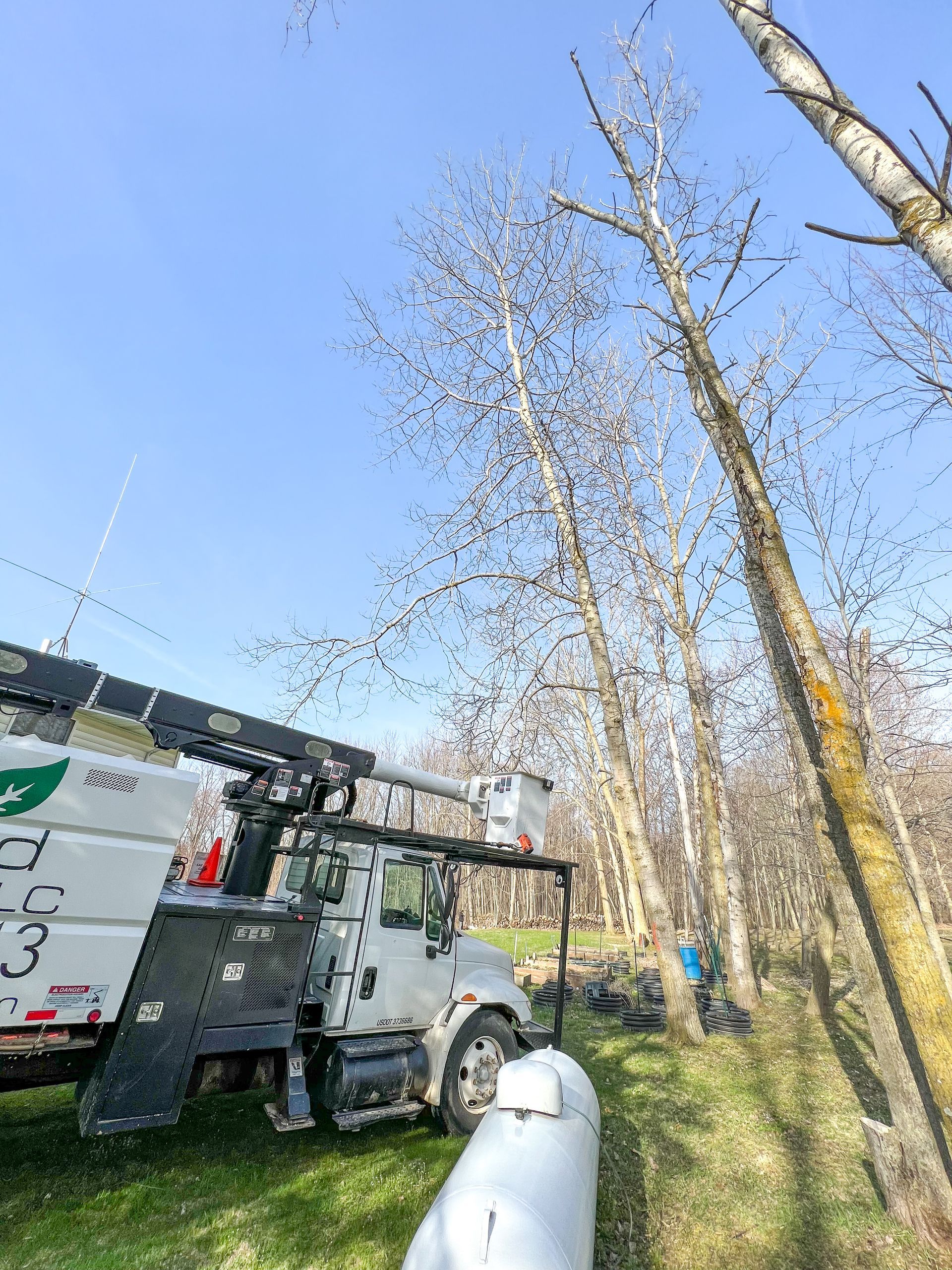 White tree service truck next to tall trees under a blue sky; a person works on one of the trees.