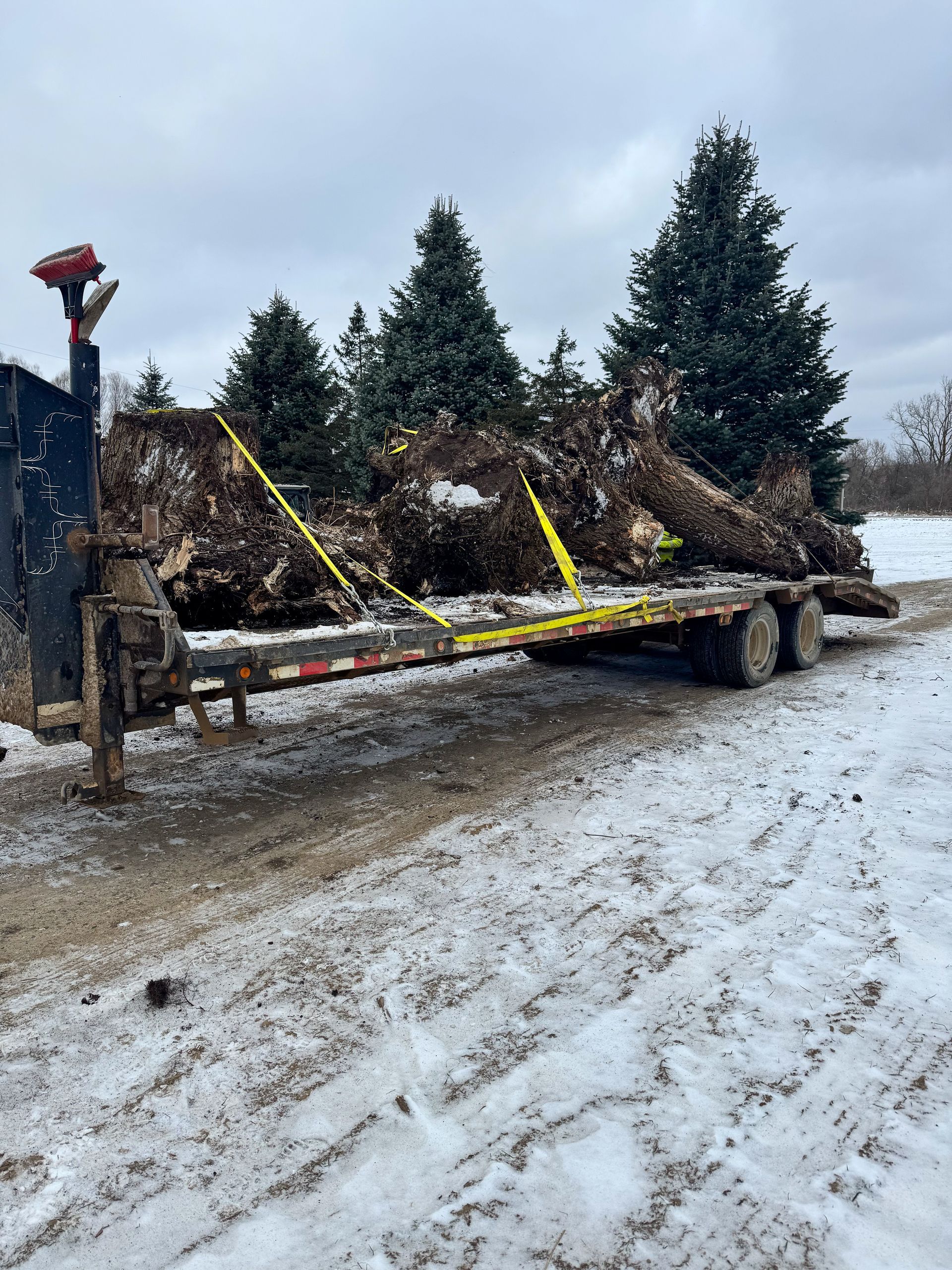 Tree roots on a trailer secured with yellow straps, on a snowy roadside. Evergreen trees in the background.