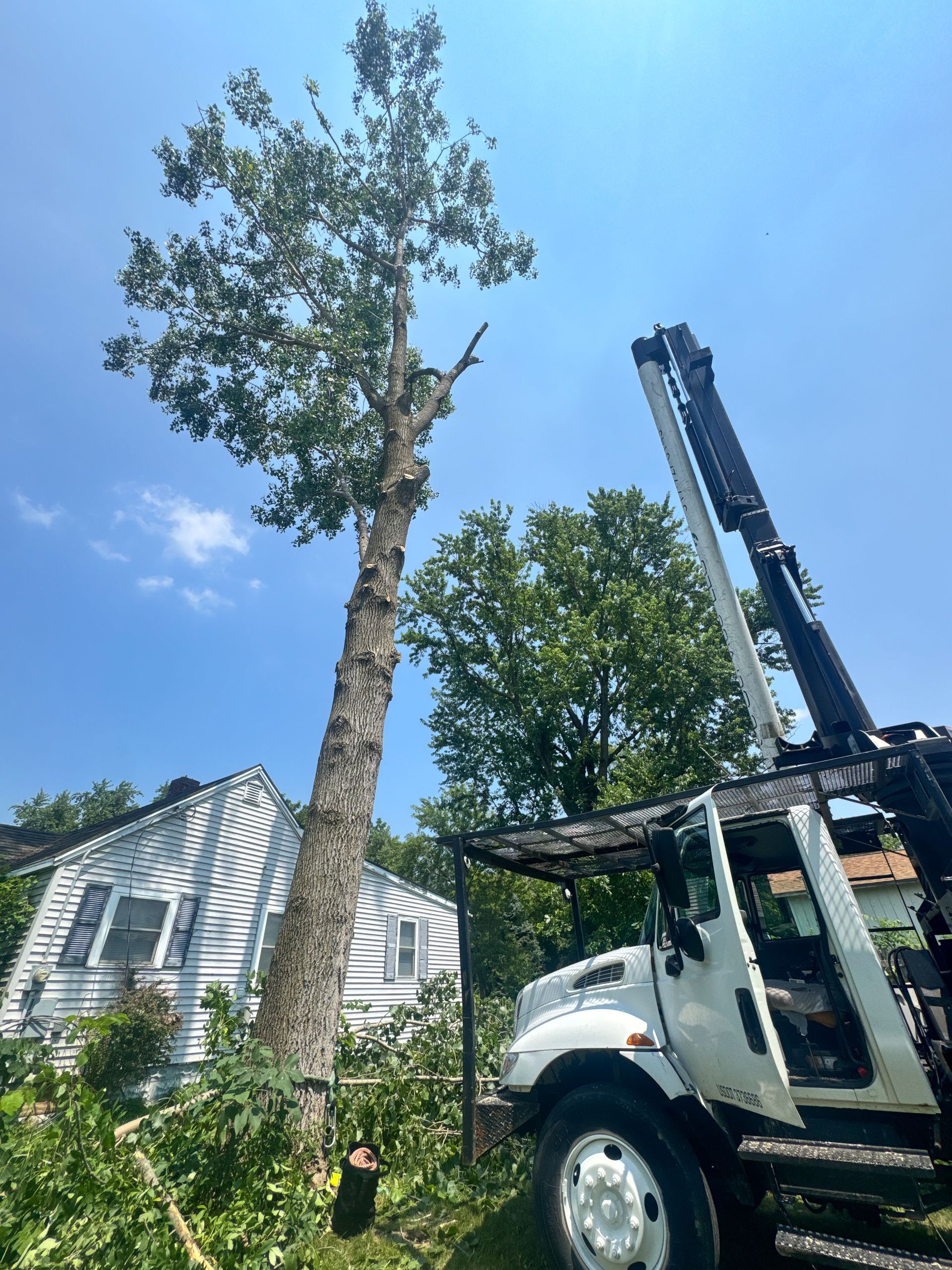 A large tree being cut down by a tree service truck next to a house on a sunny day.