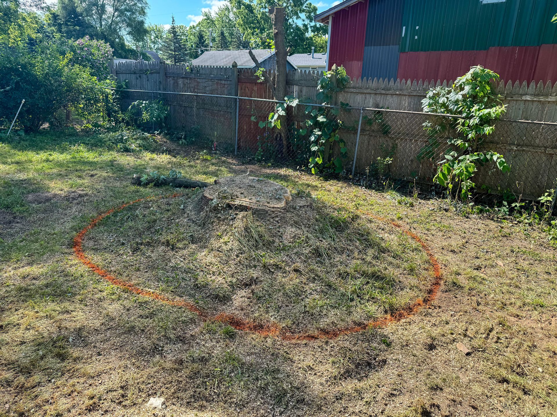 Backyard with an outlined circle in dry grass, tree stump, wooden fence, and a red and green house.