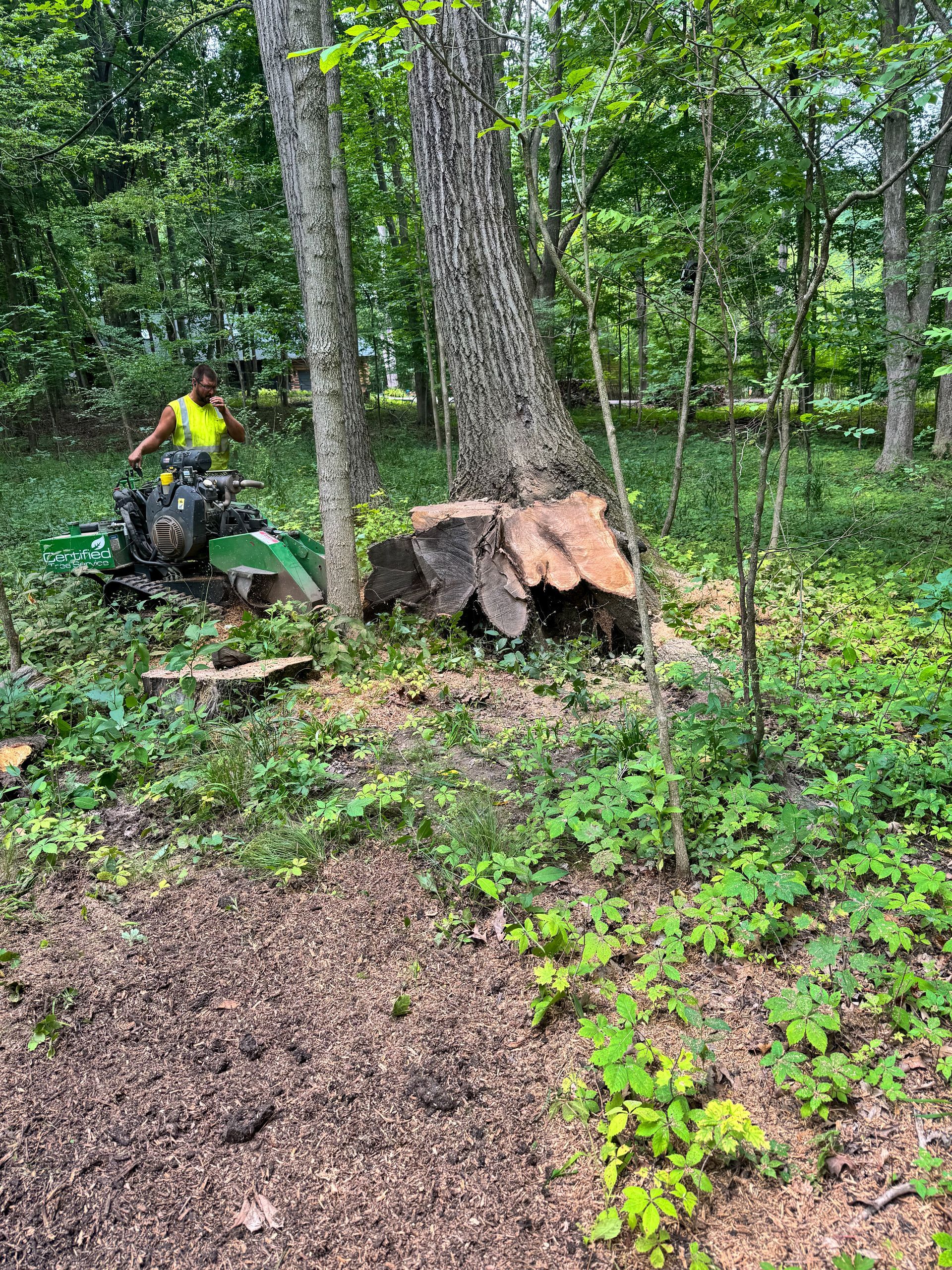 Person operating a stump grinder in a wooded area, next to a large tree stump.