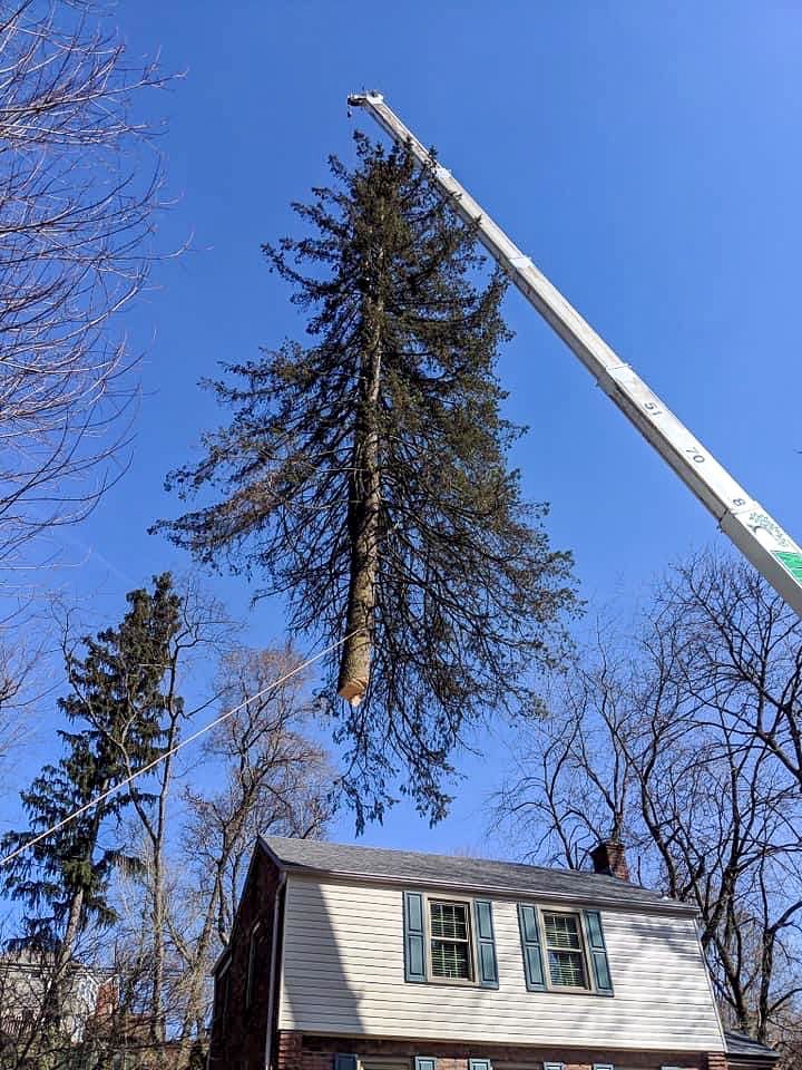 A man is cutting a tree with a chainsaw in front of a house.
