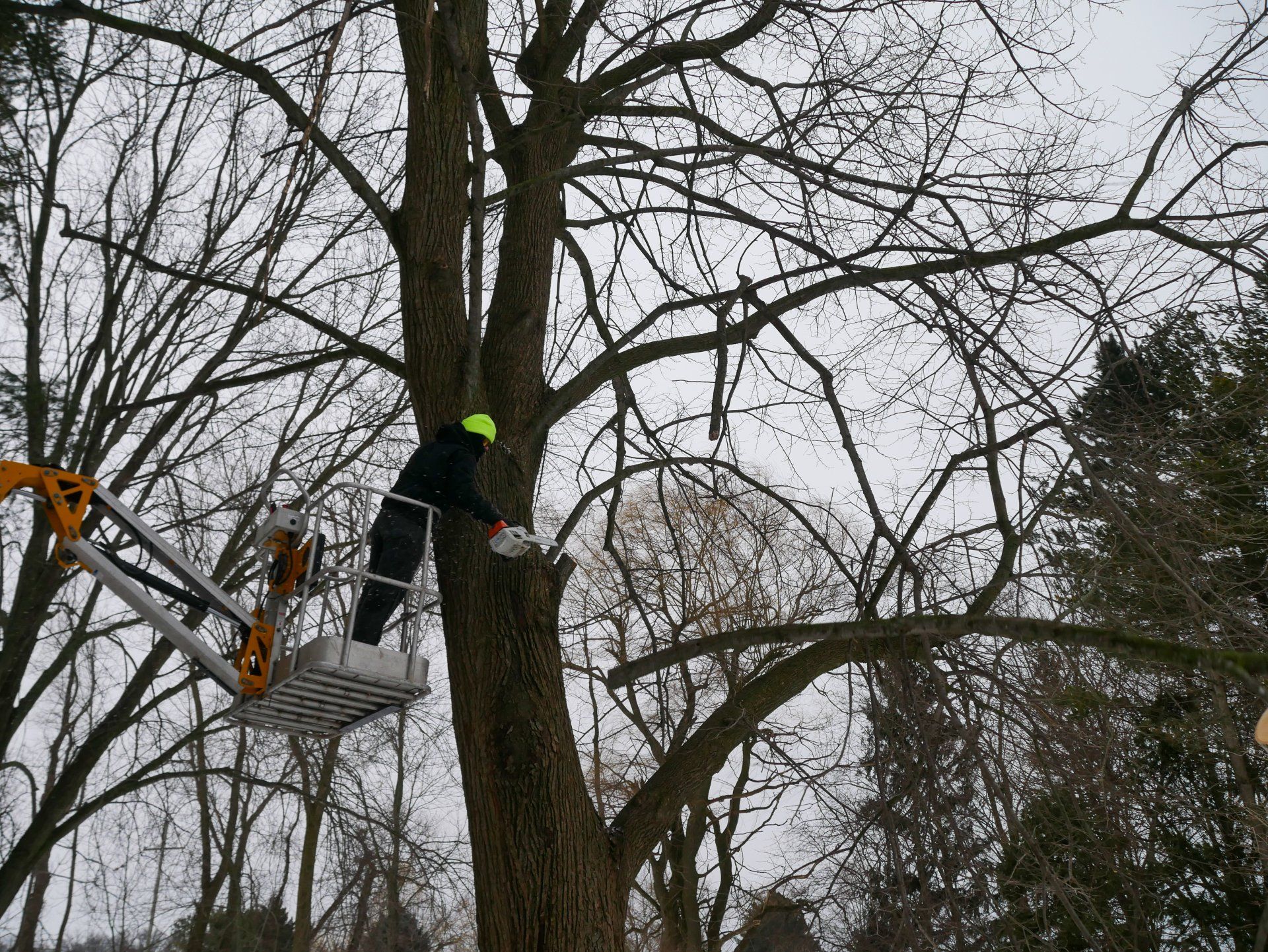 A man is cutting a tree with a chainsaw in a bucket.