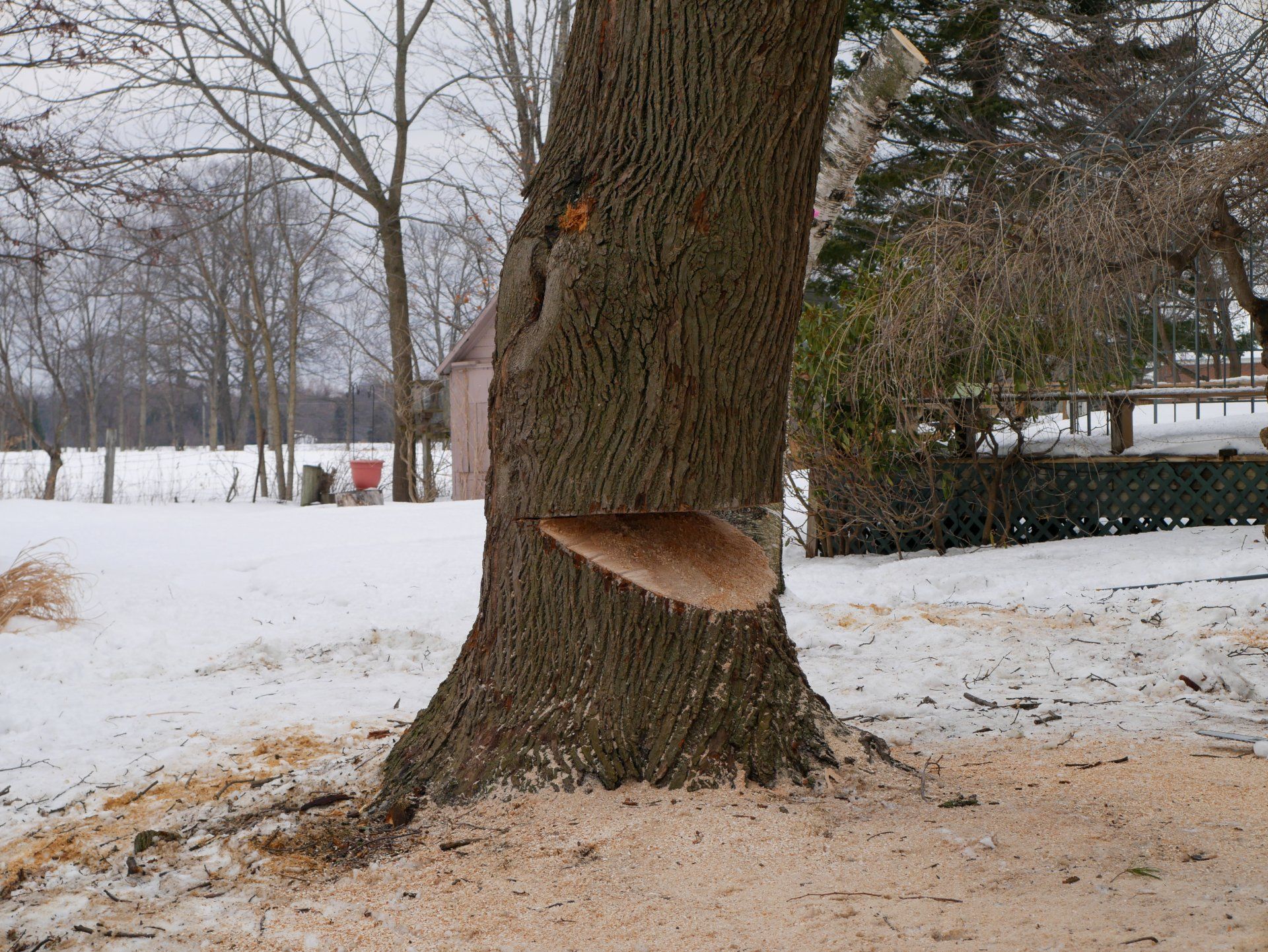 A tree with a hole in the middle of it