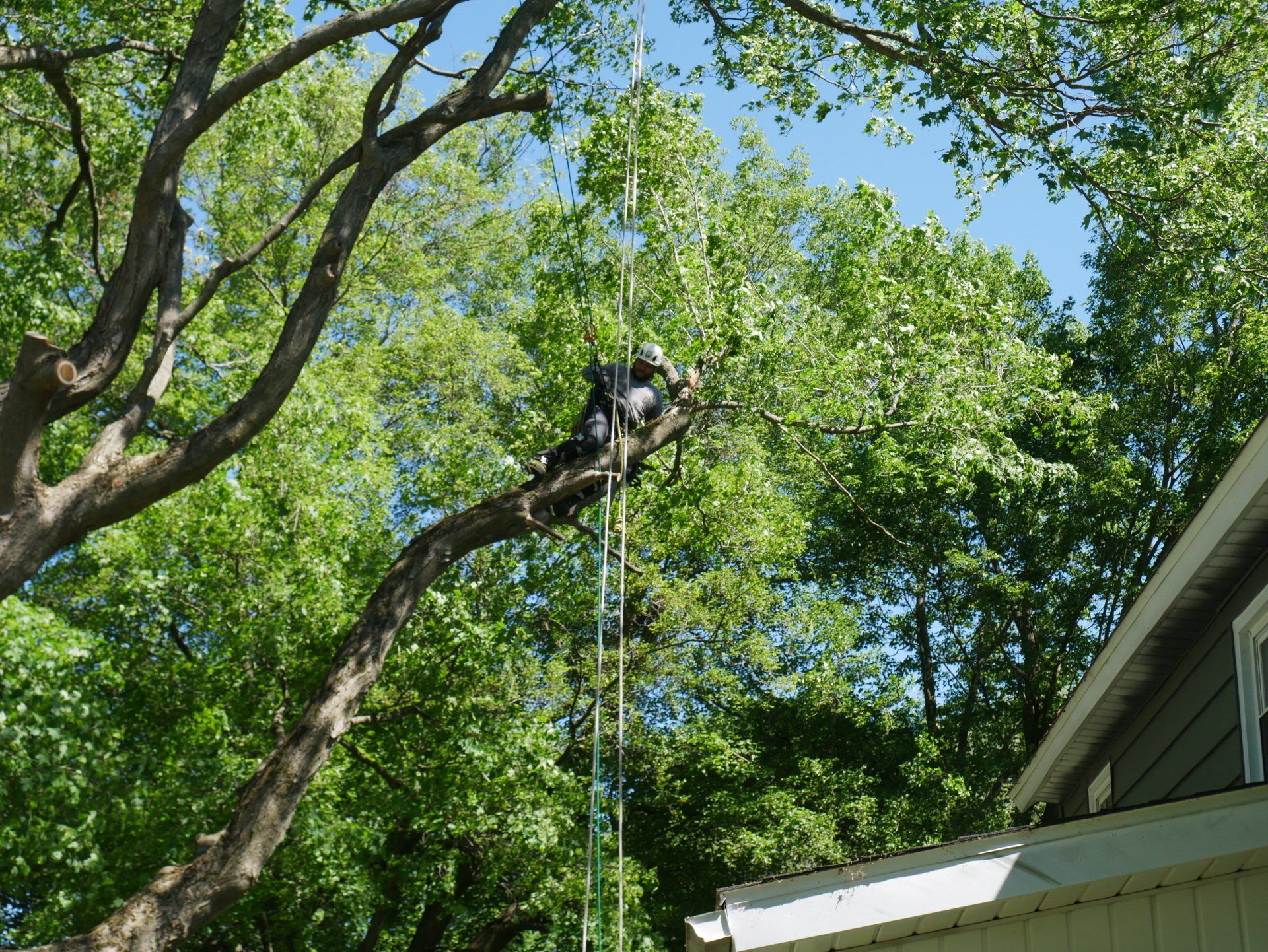 A man is climbing a tree in front of a house.