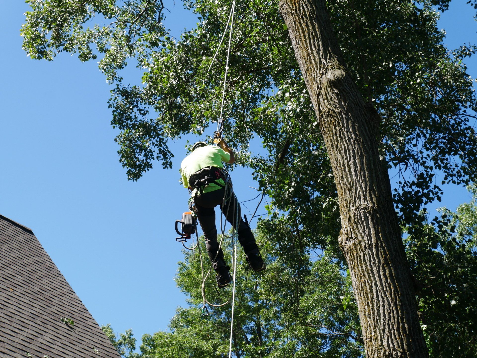 A man is climbing up a tree with a harness on