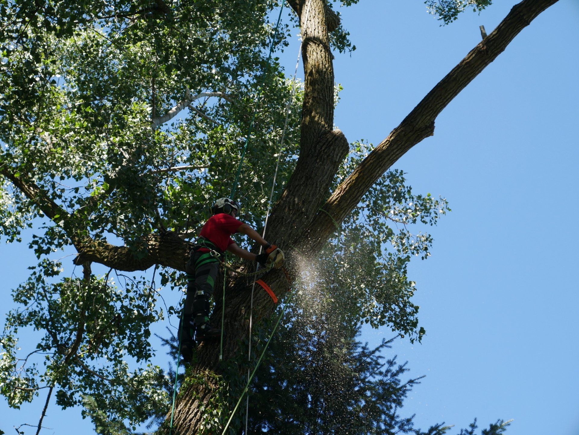 A man is cutting a tree with a chainsaw