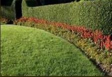 Green grass lawn curving alongside a flower bed with red and yellow plants, beneath a tall green hedge.