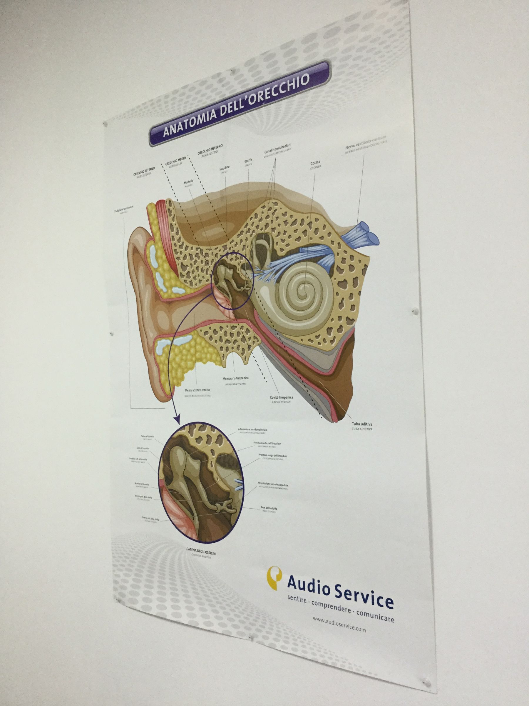 schema orecchio interno