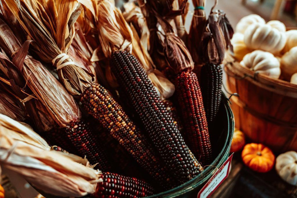 There are many different types of corn on the cob in a bowl.