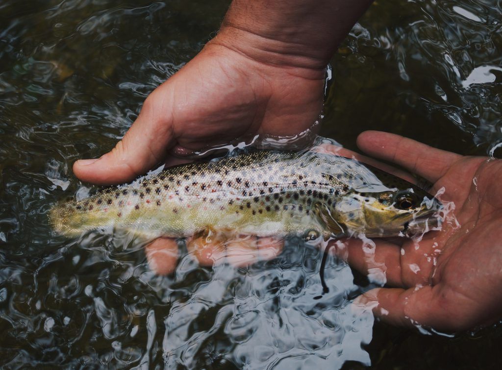 A person is holding a brown trout in their hand in the water.