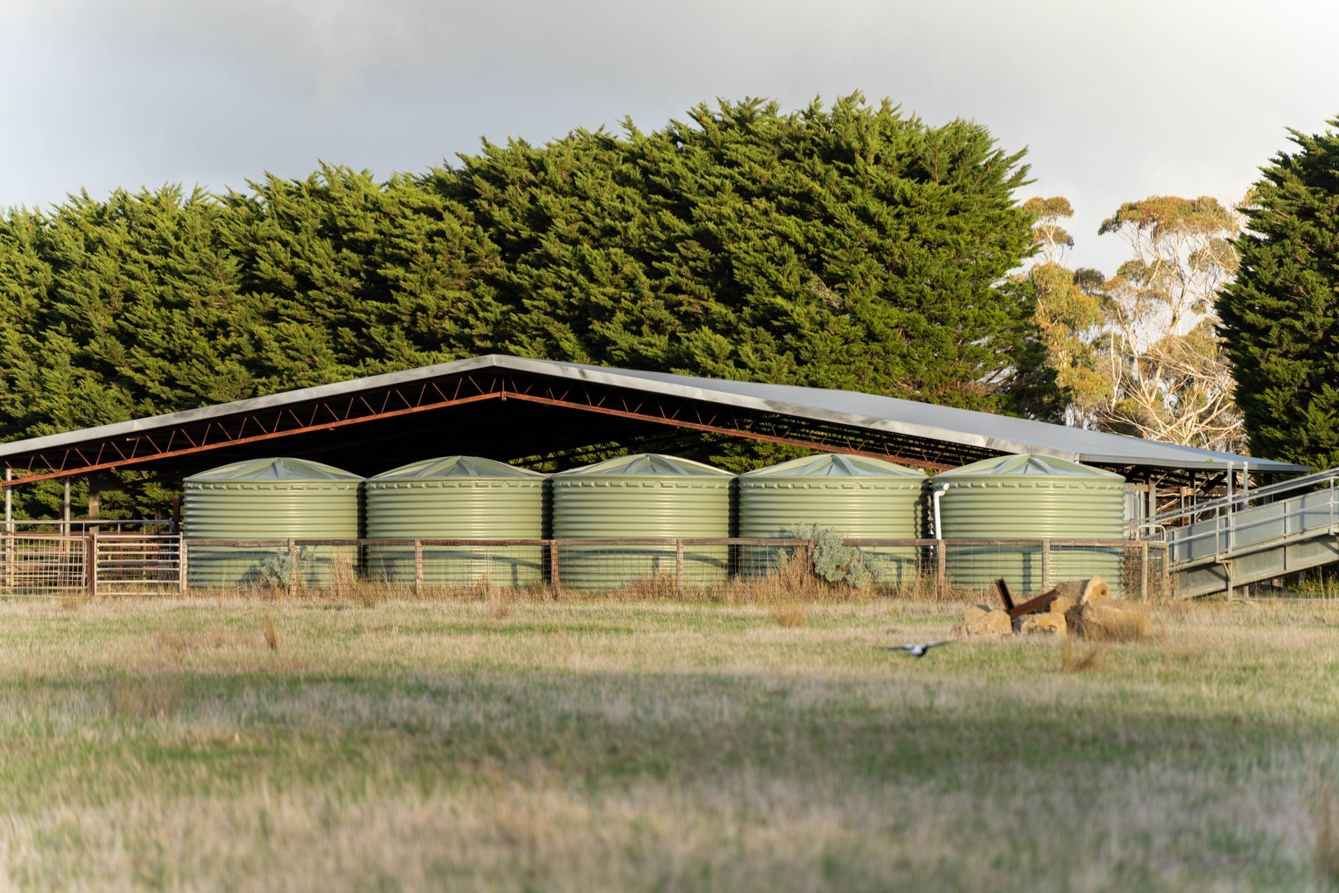 Cattle yards on a farm with a roof with plastic water tanks around them.