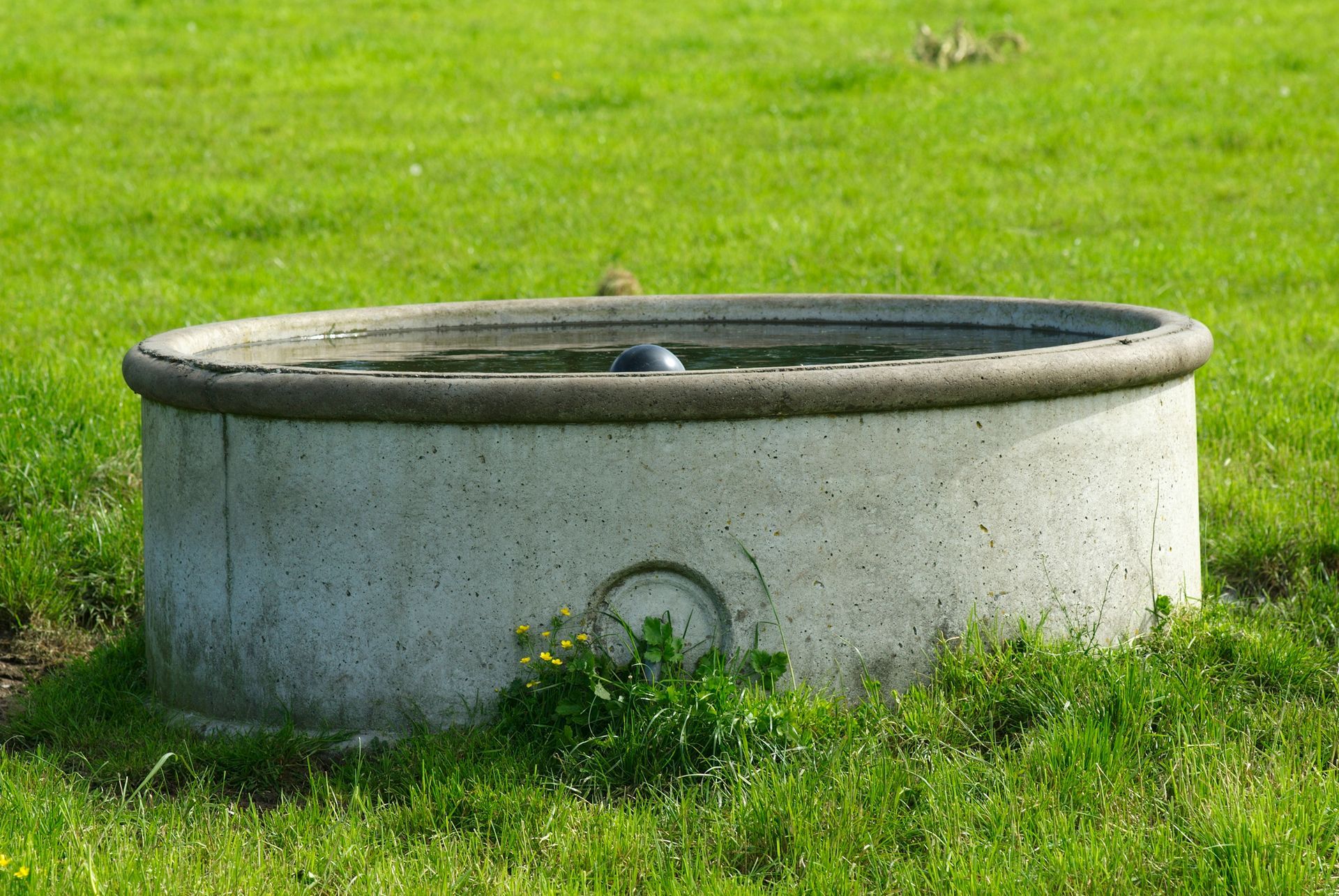 Concrete water trough in a grassy field with a small patch of yellow flowers in front. Concrete water trough in a grassy field with a small patch of yellow flowers in front.