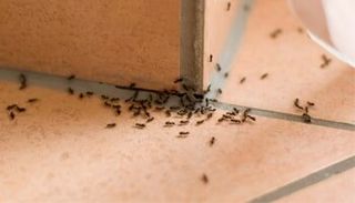 Ants — Pest Control in Shermansdale, PA