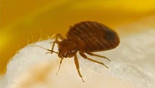 Bed Bugs — Pest Control in Shermansdale, PA