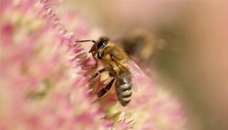 Bees and Wasps — Pest Control in Shermansdale, PA