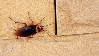 Cockroaches — pest control in Shermansdale, PA
