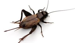 Crickets — pest control in Shermansdale, PA
