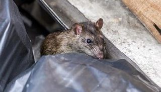 Rodents — Pest Control in Shermansdale, PA