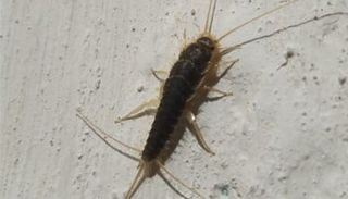 Silverfish — Pest Control in Shermansdale, PA