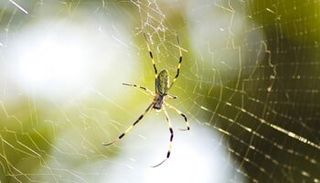 Spiders — Pest Control in Shermansdale, PA