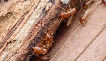 Termites — Pest Control in Shermansdale, PA