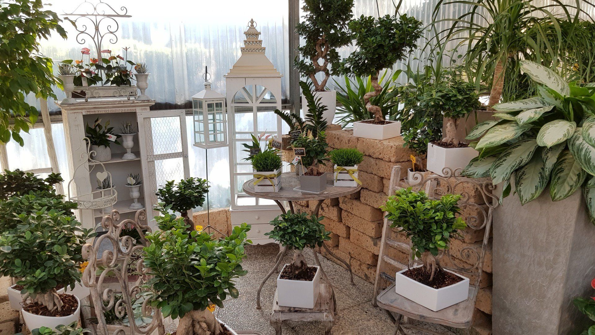 vasi con piante in vivaio