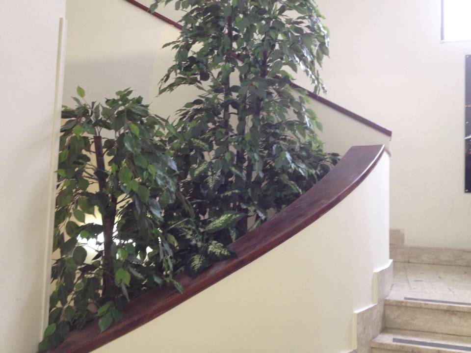 piante ad alto fusto per scala condominio