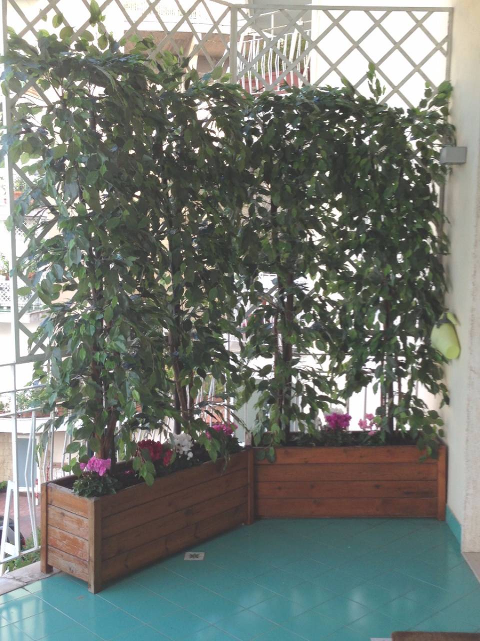 piante ad alto fusto in vaso