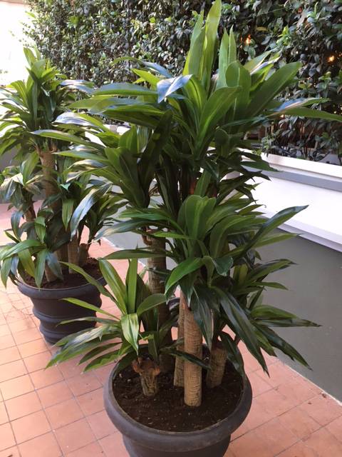 pianta ad alto fusto su vaso