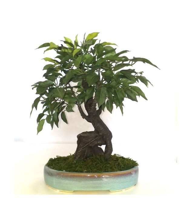 Piante artificiali bonsai ficus