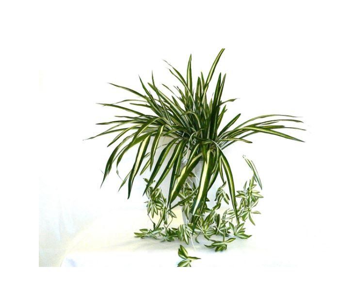 Piante artificiali falangio nastrina