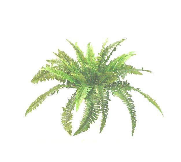 Piante artificiali felce