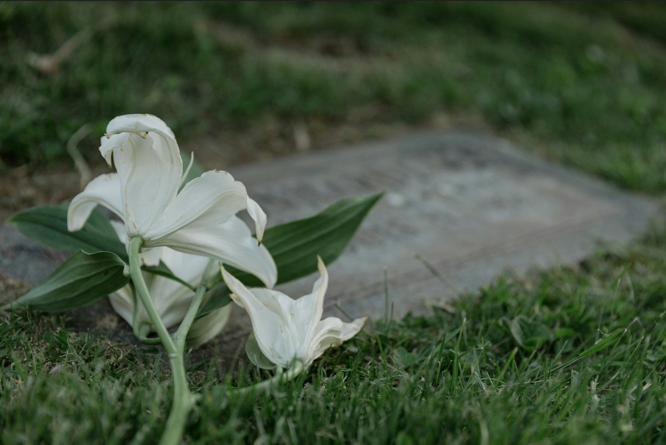 Funeral Home and Cremations in Fruit Cove, FL