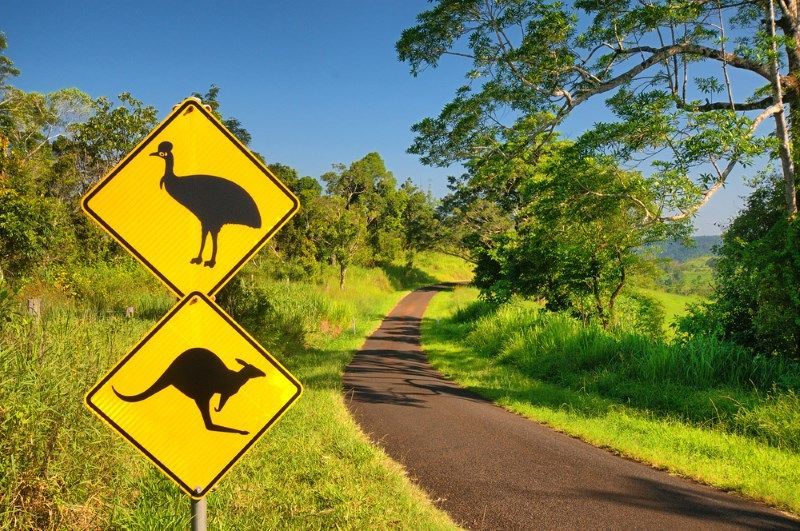 Road Signs Warn Of Cassowaries And Kangaroos — All Grind & Coat in Atherton, QLD