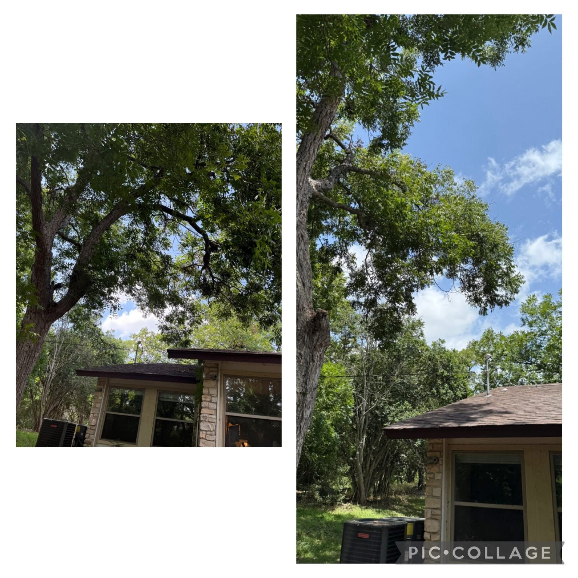 Two views of a tree canopy over a light-colored house with windows, against a blue sky.