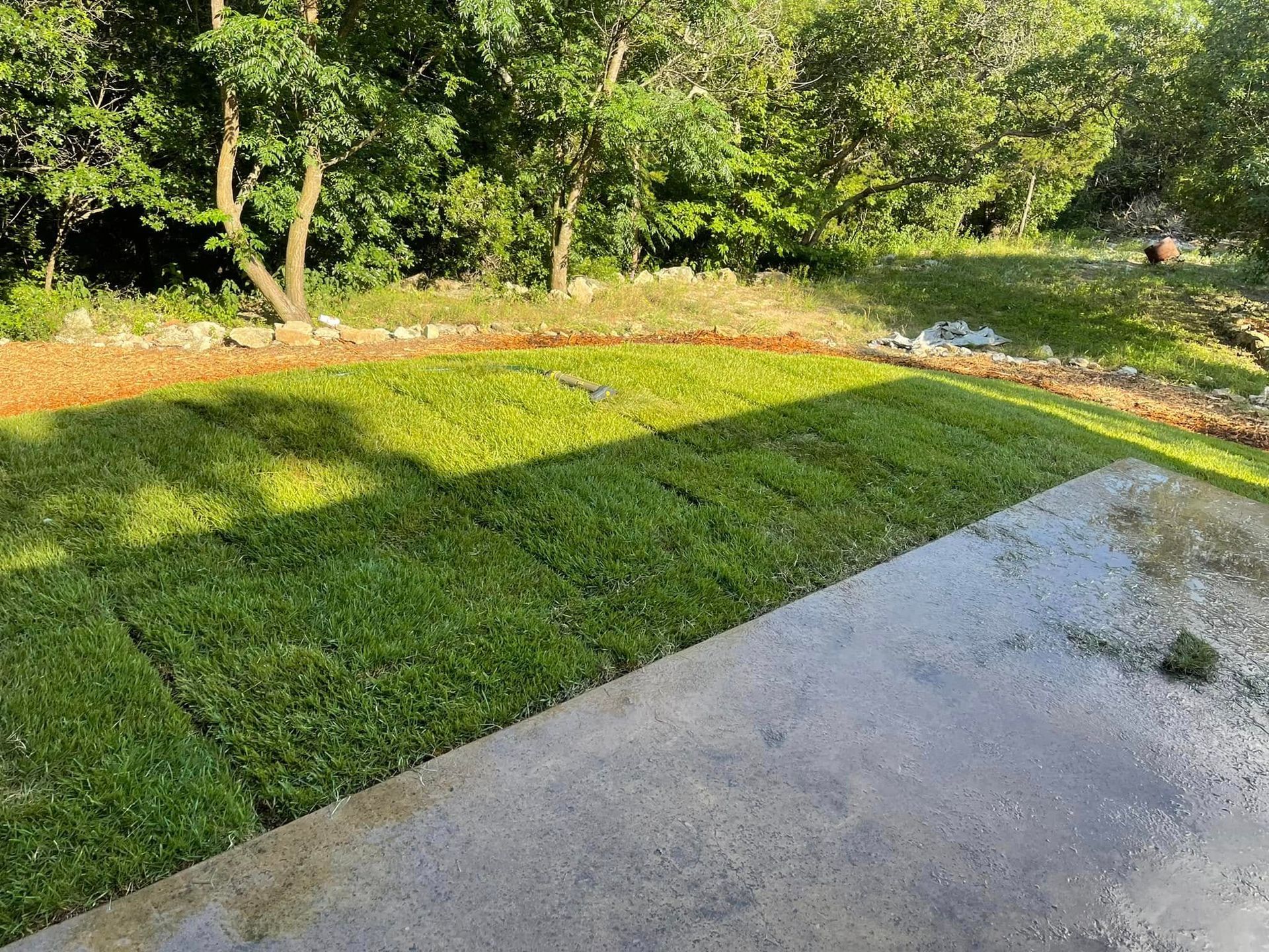 Green lawn recently installed next to a concrete patio, with trees in the background.