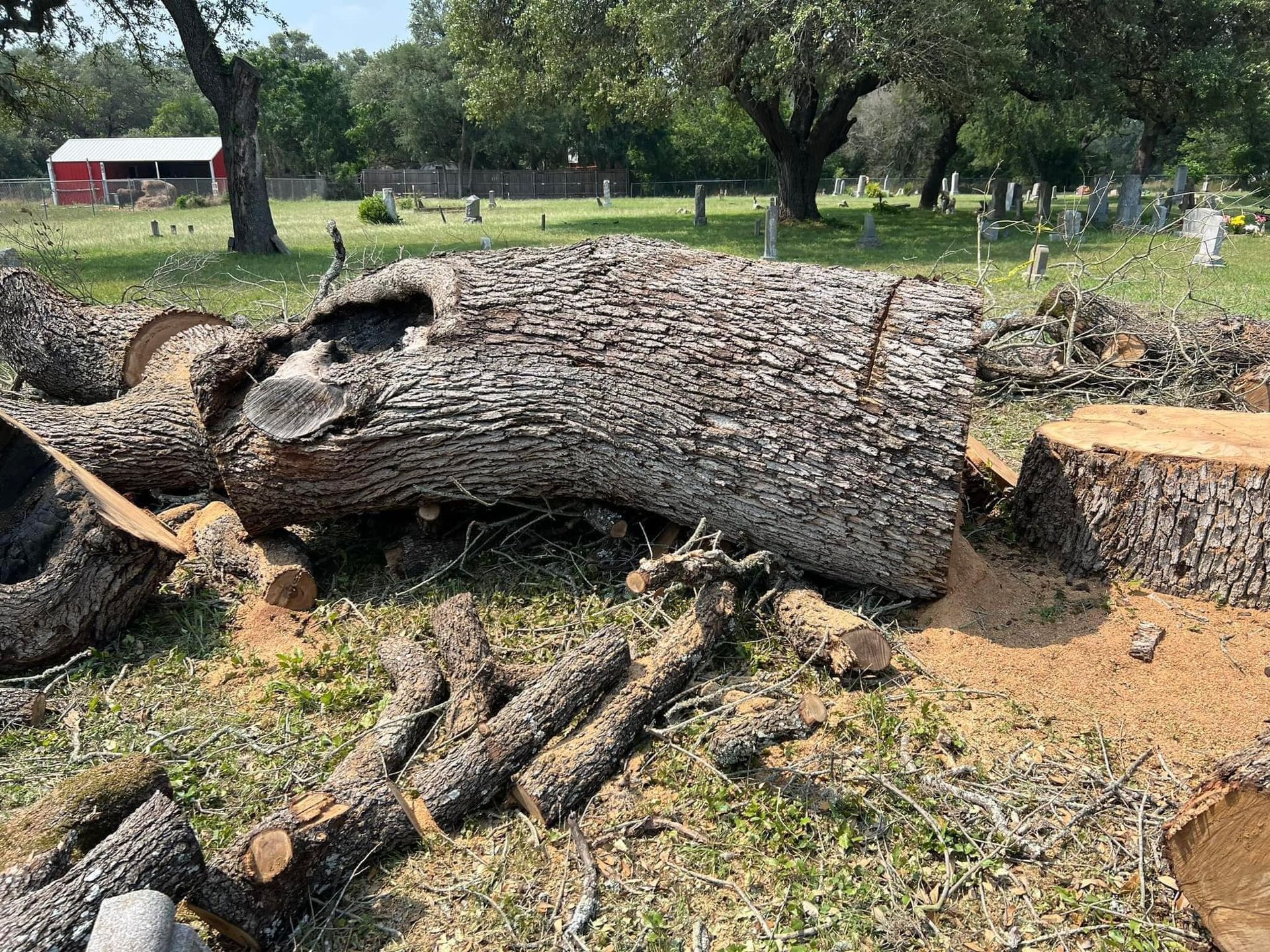 Felled tree trunk and limbs on the grass in a cemetery, with a red building and gravestones in the background.