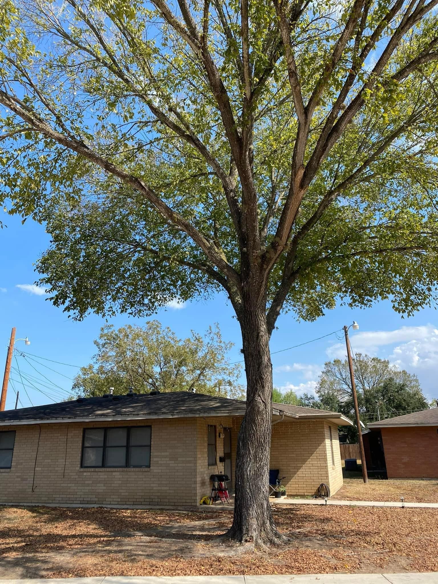 A tree stands in front of a low-rise brick building with a blue sky background.