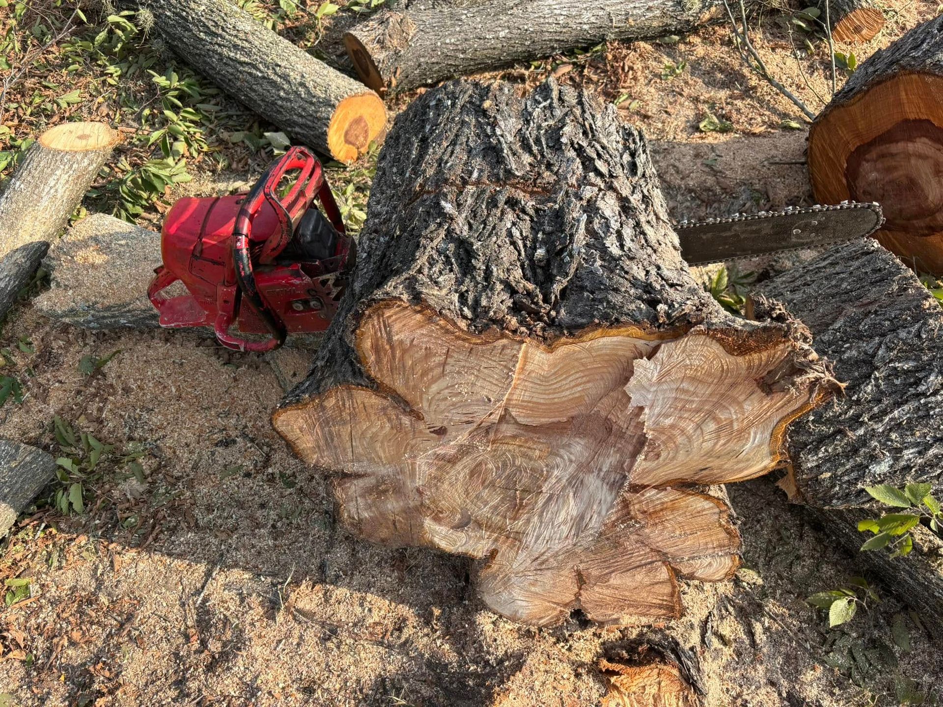 A chainsaw rests on a tree stump with exposed, textured wood and cut logs in a wooded area.