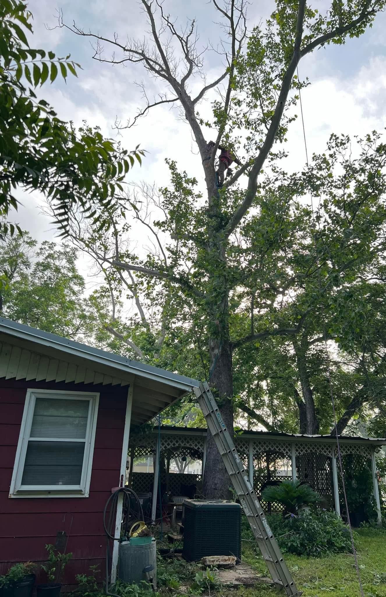 A person on a ladder trimming a tall tree next to a red house with a cloudy sky.