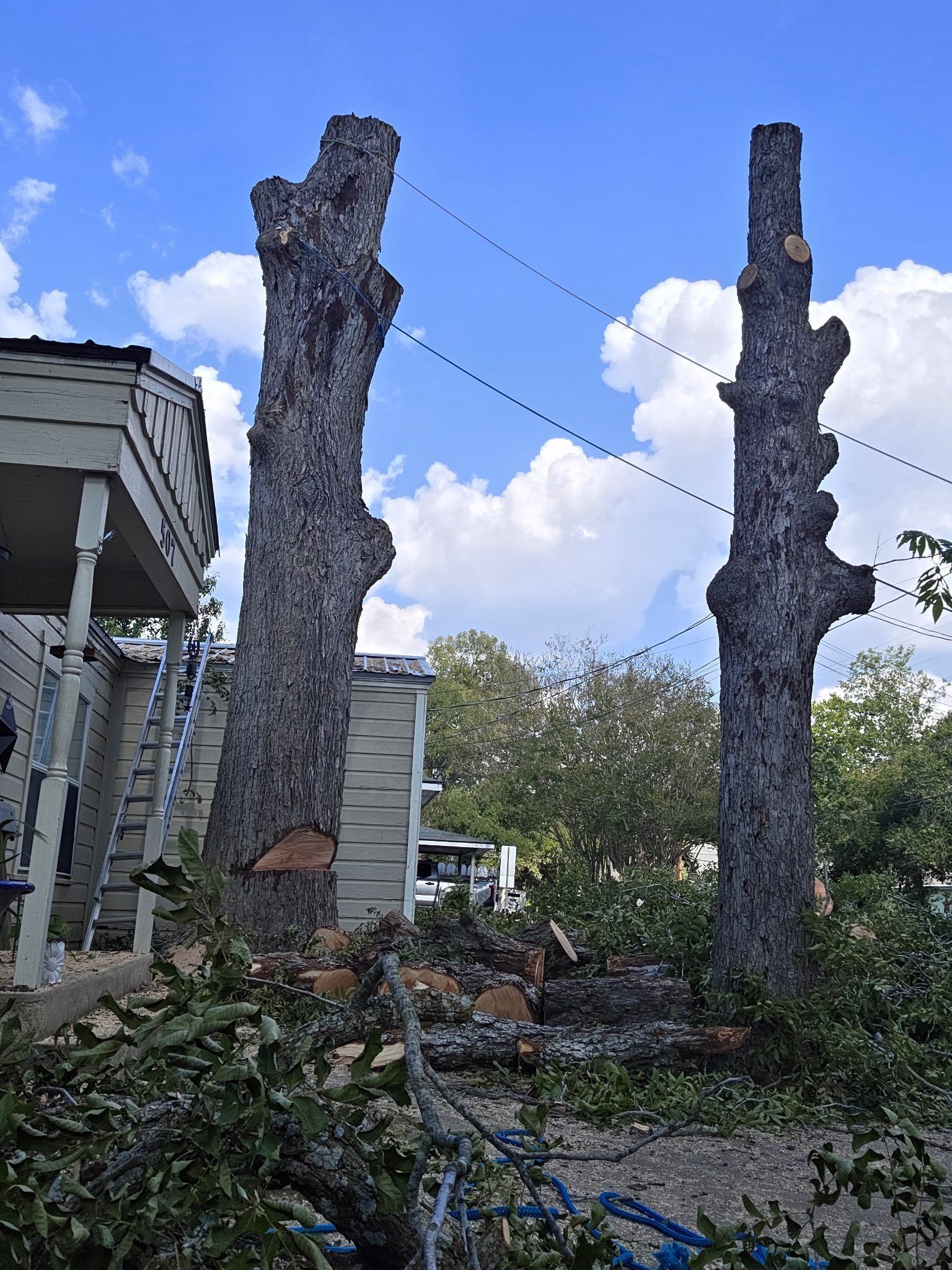 Two tall, partially cut trees stand next to a house. Tree branches and debris are on the ground.