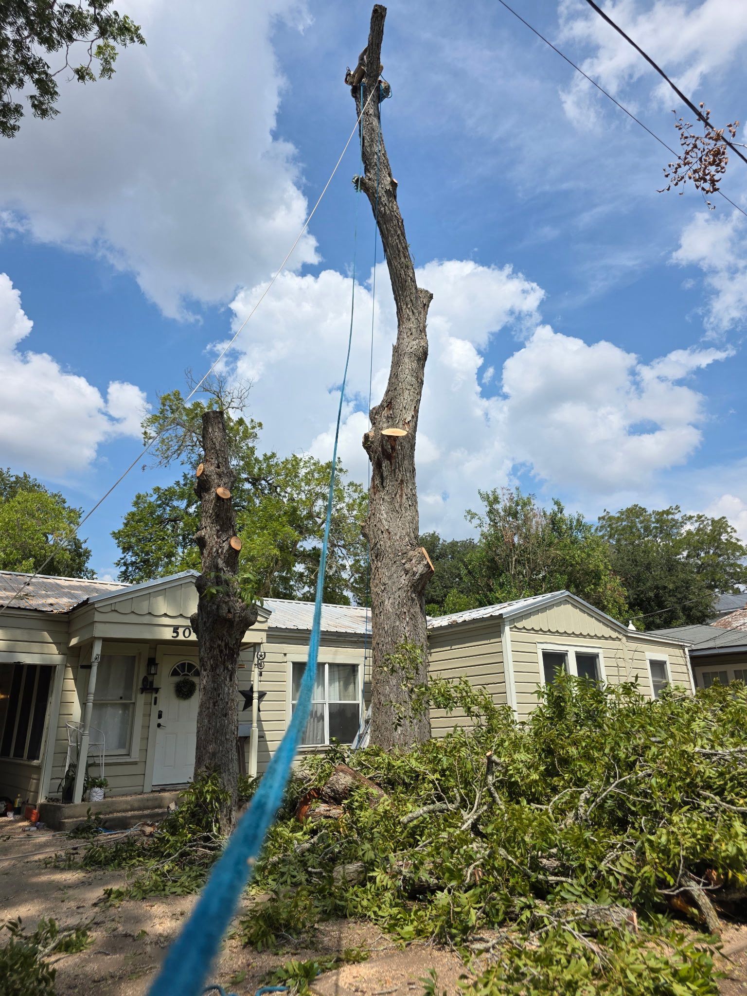 Tree being trimmed near houses with blue rope attached, sunny day.