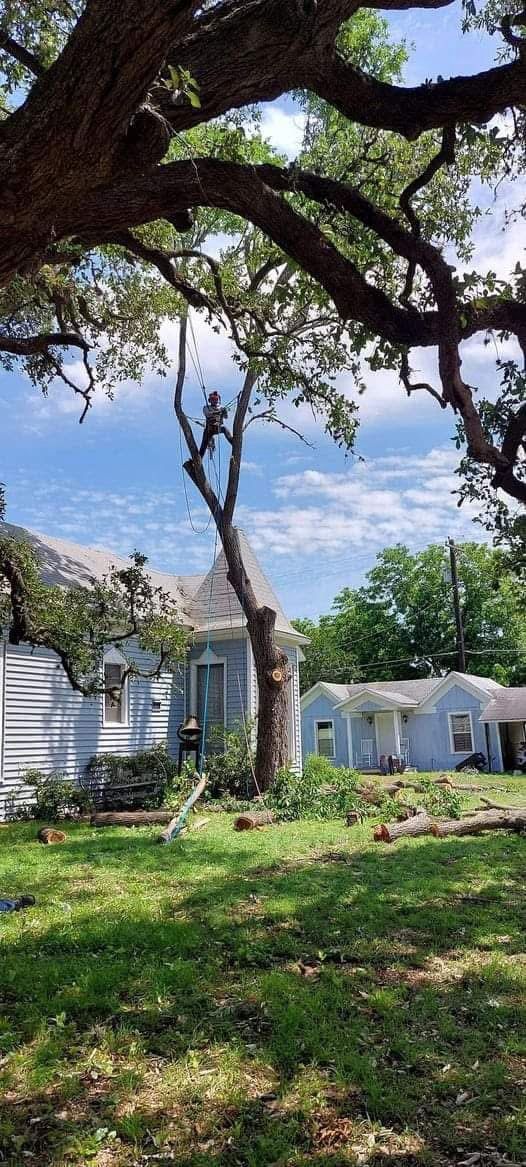 Trees frame blue houses on a sunny day with a cloudy sky.