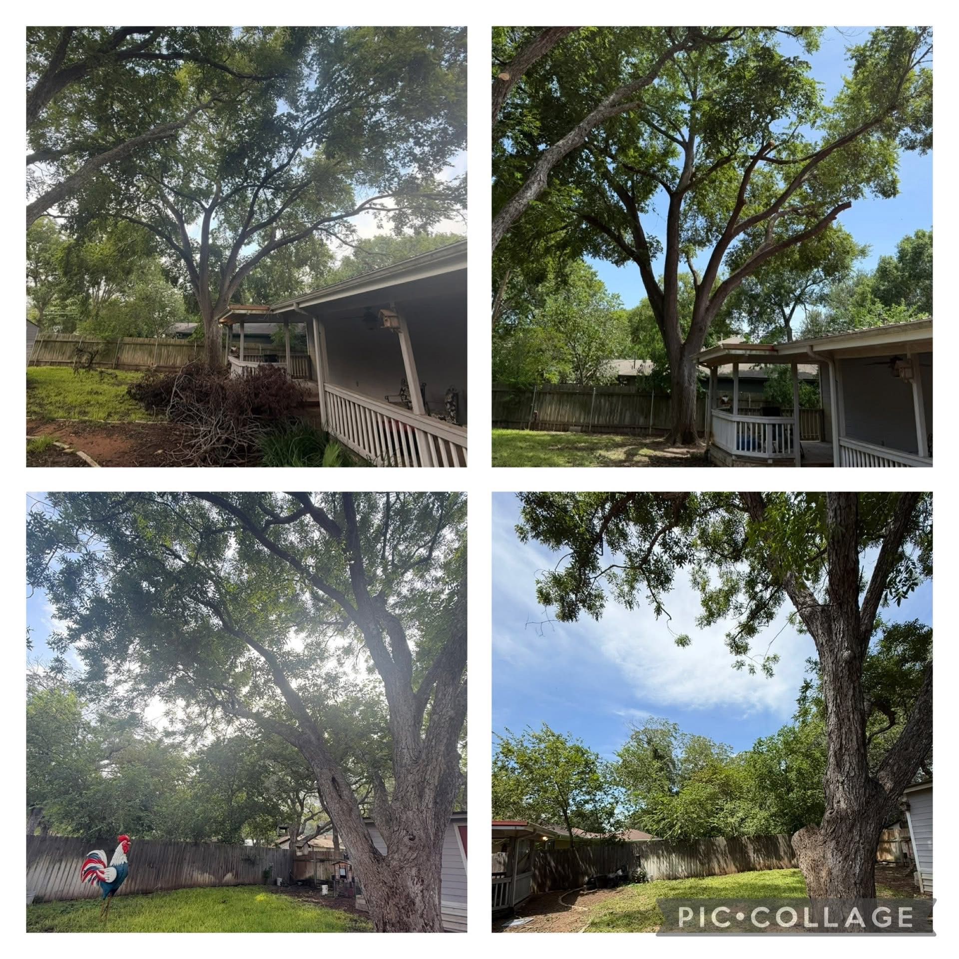 Collage of a backyard with large trees, a porch, and a rooster. The sky is partly cloudy.